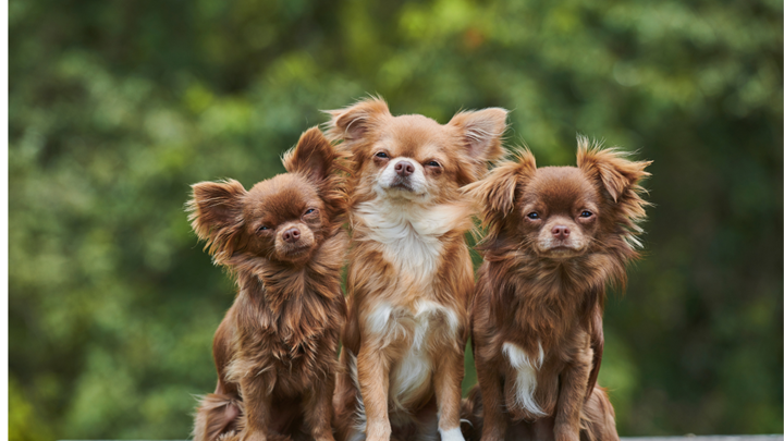 Replacement Windows in Kansas City